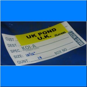 uk-pond.JPG